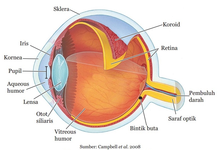 Detail Gambar Proses Melihat Nomer 6