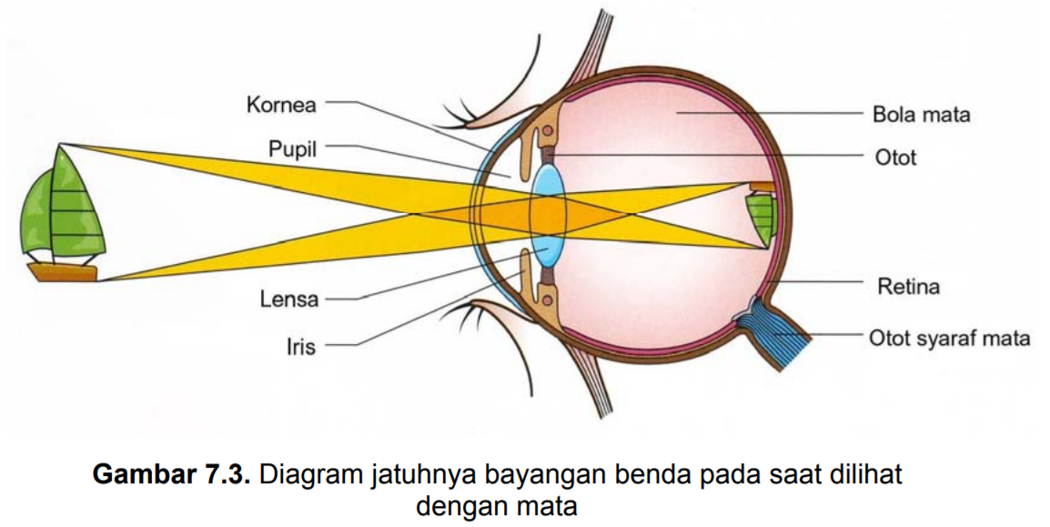 Detail Gambar Proses Melihat Nomer 8