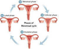 Detail Gambar Proses Menstruasi Nomer 23