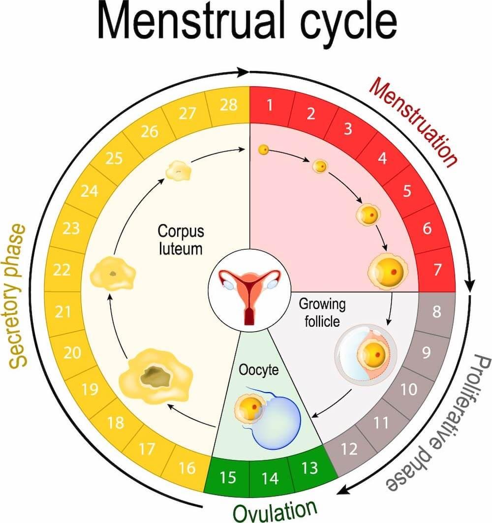 Detail Gambar Proses Menstruasi Nomer 25