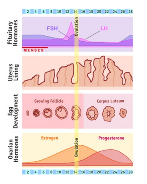 Detail Gambar Proses Menstruasi Nomer 27