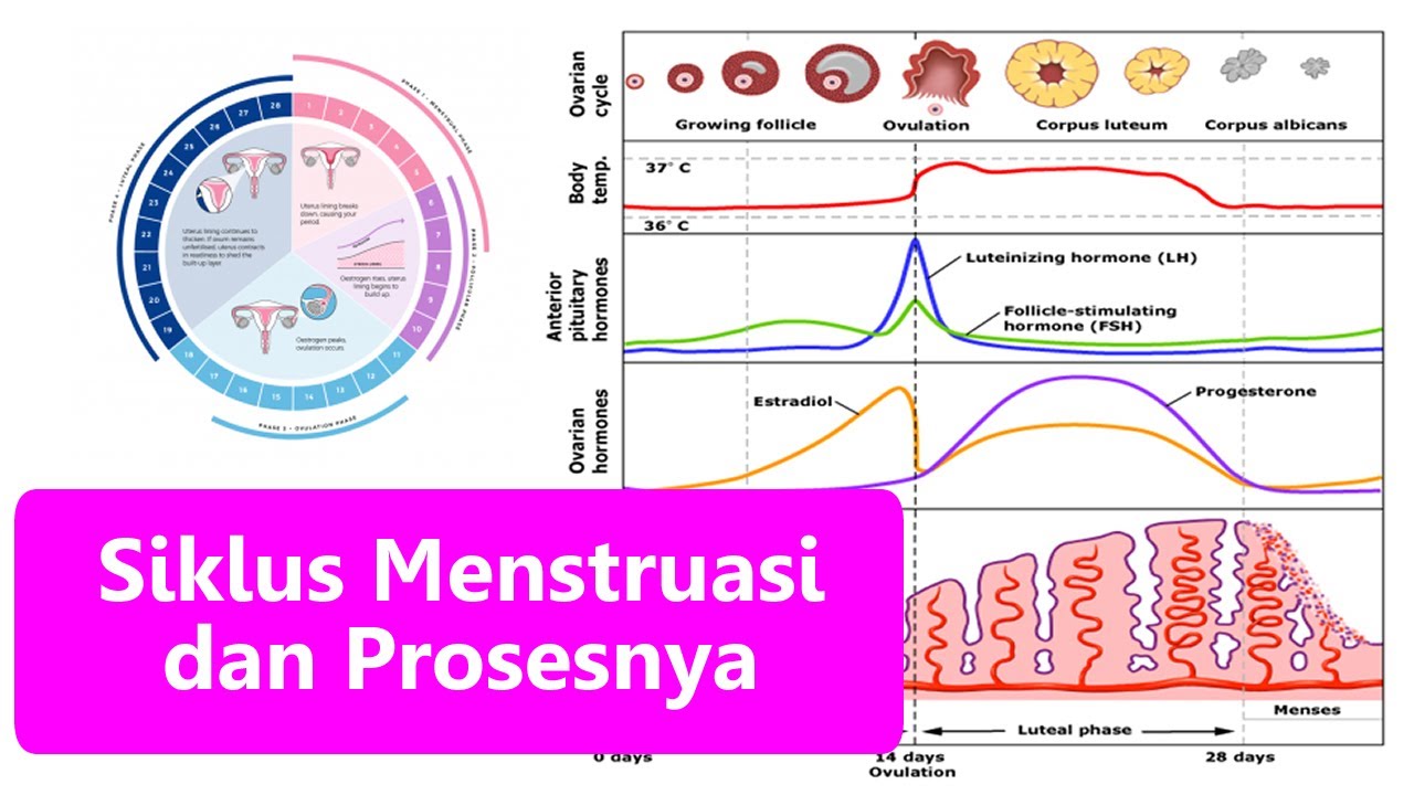 Detail Gambar Proses Menstruasi Nomer 42