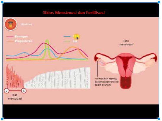 Detail Gambar Proses Menstruasi Nomer 48