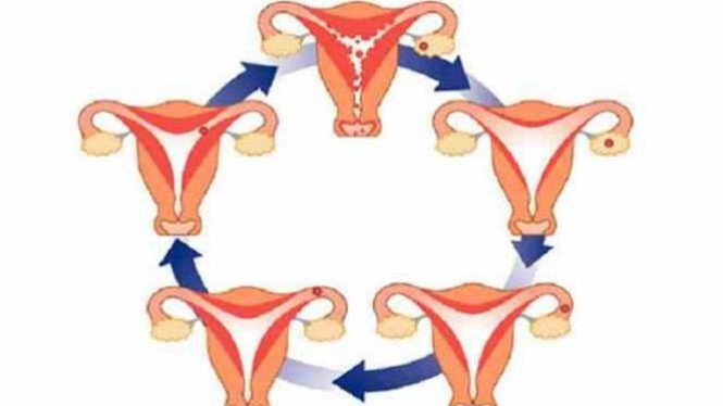 Detail Gambar Proses Menstruasi Nomer 52