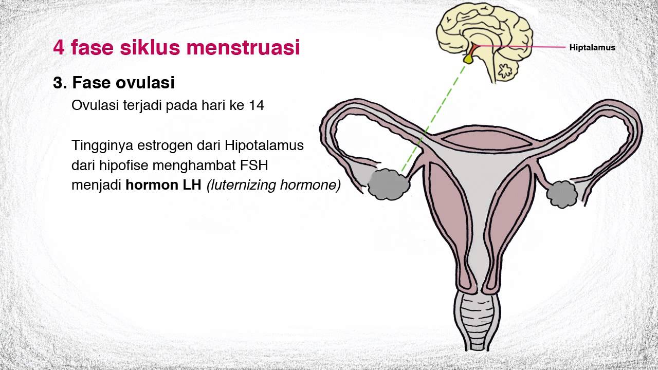 Detail Gambar Proses Menstruasi Nomer 9