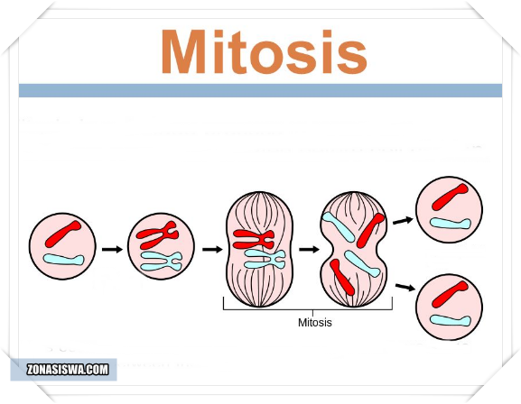 Detail Gambar Proses Mitosis Nomer 19