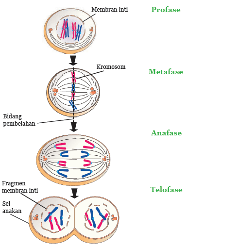 Detail Gambar Proses Mitosis Nomer 20