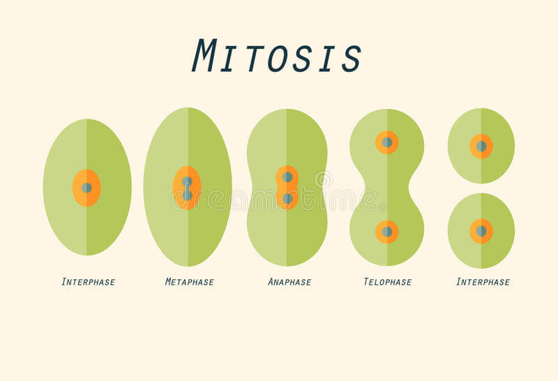 Detail Gambar Proses Mitosis Nomer 22