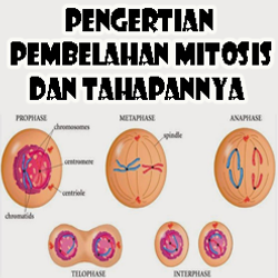 Detail Gambar Proses Mitosis Nomer 26