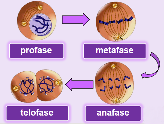 Detail Gambar Proses Mitosis Nomer 4