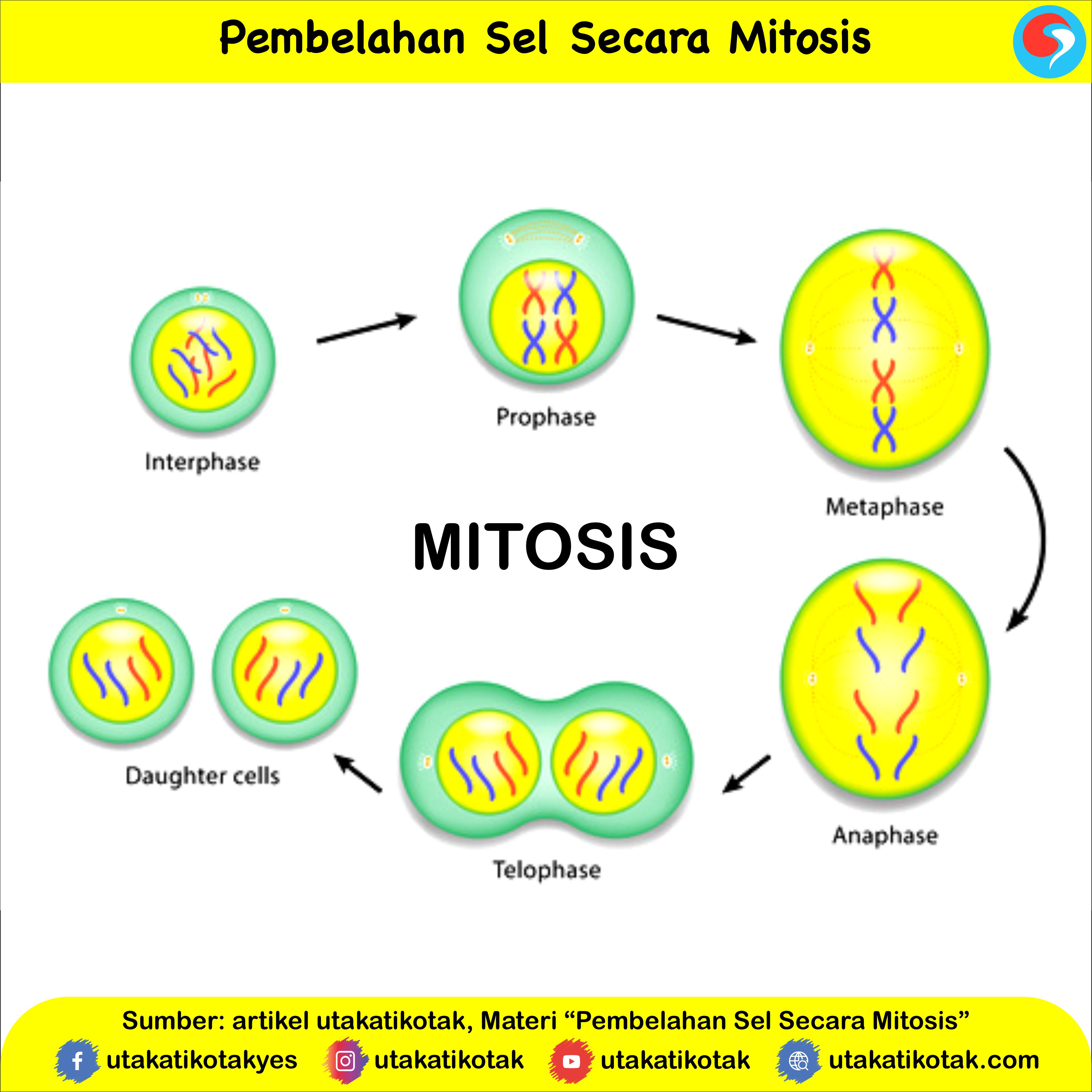 Detail Gambar Proses Mitosis Nomer 29