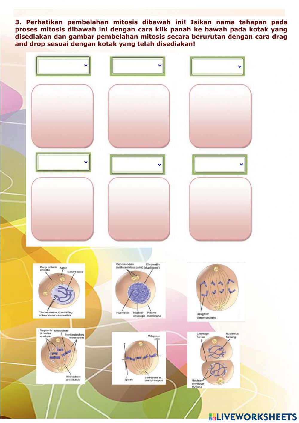 Detail Gambar Proses Mitosis Nomer 31