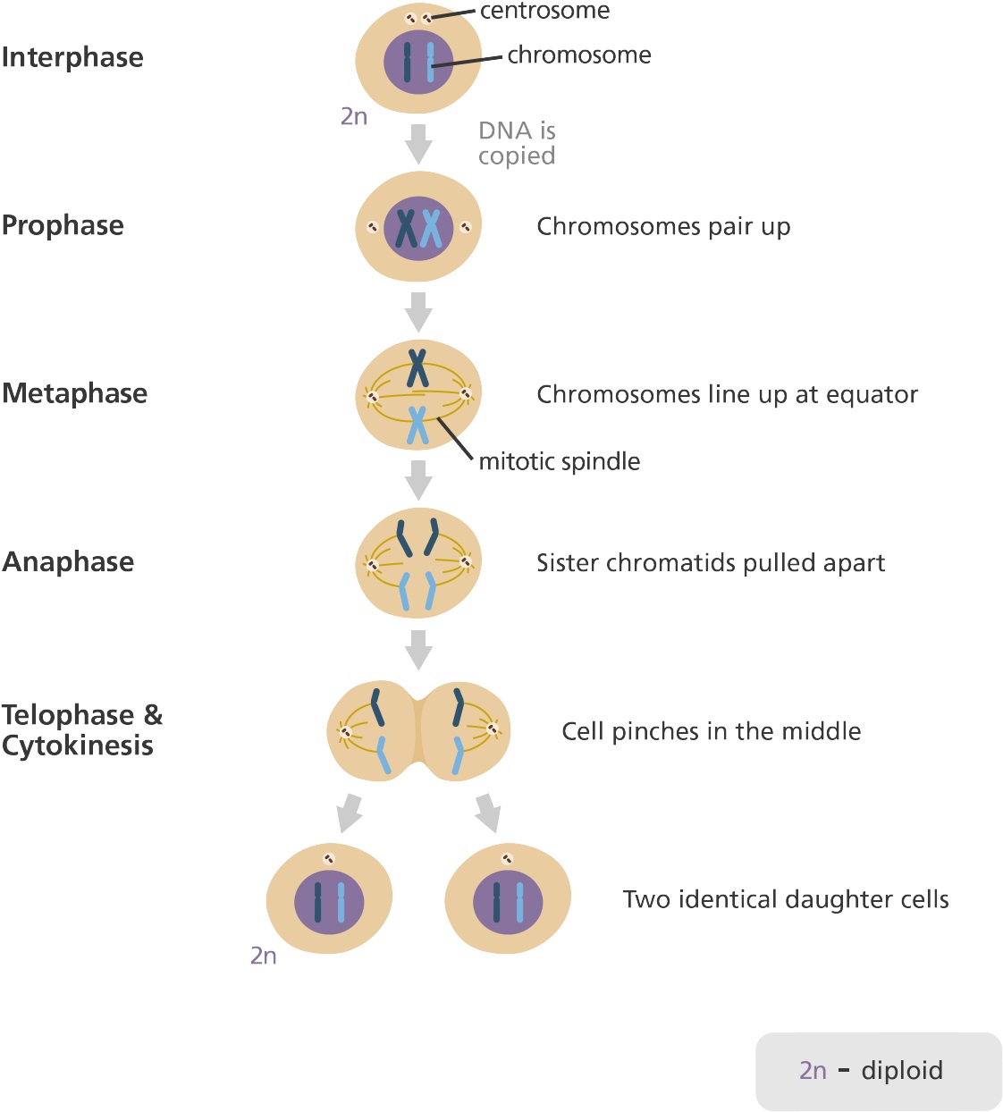 Detail Gambar Proses Mitosis Nomer 34