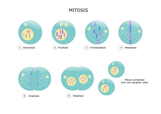 Detail Gambar Proses Mitosis Nomer 35