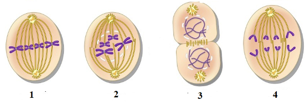 Detail Gambar Proses Mitosis Nomer 54