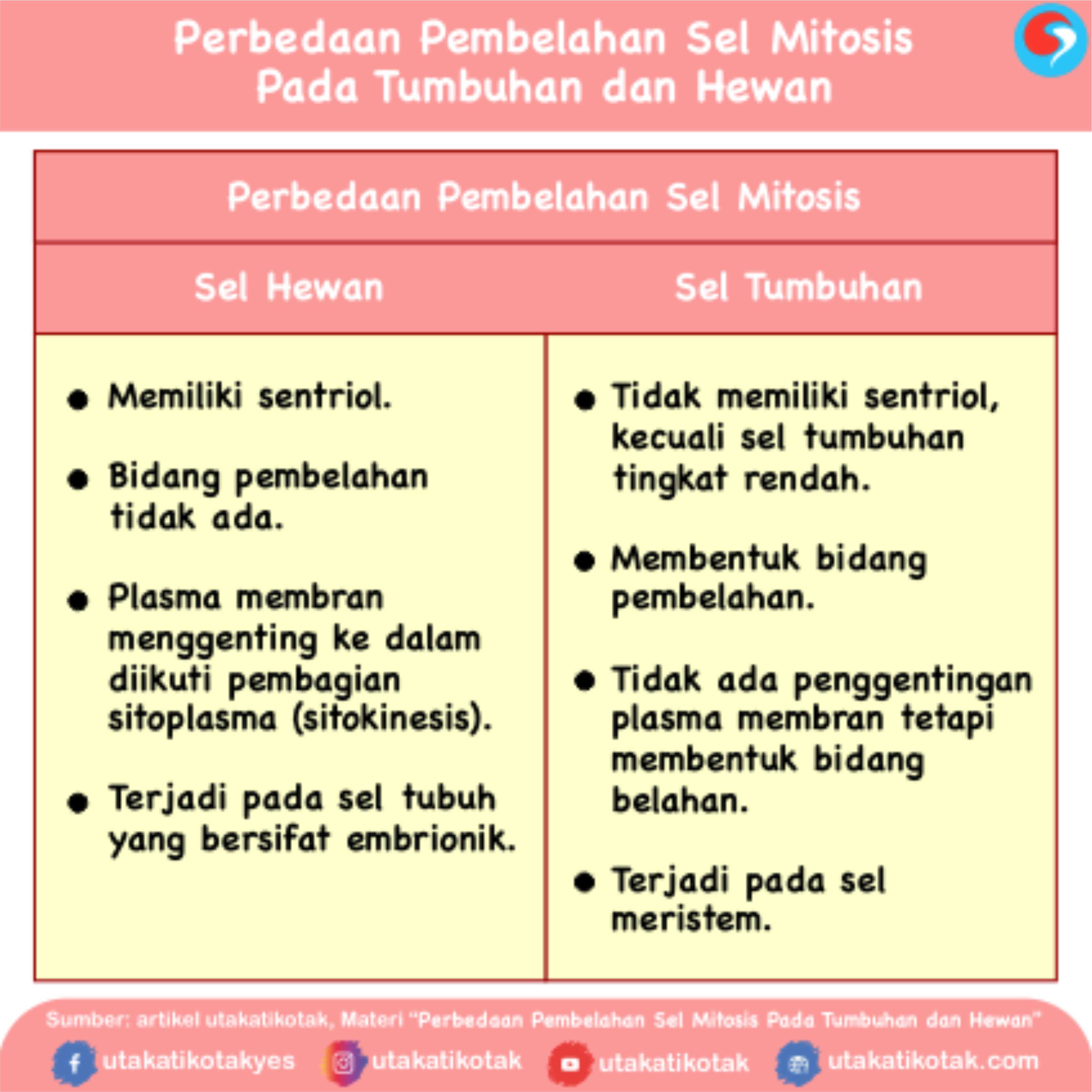 Detail Gambar Proses Mitosis Nomer 57