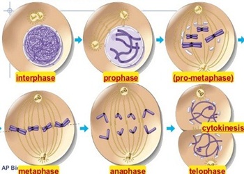 Detail Gambar Proses Mitosis Nomer 10