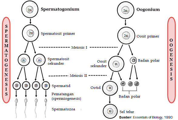 Detail Gambar Proses Oogenesis Nomer 18