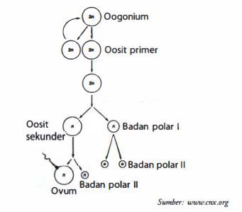 Detail Gambar Proses Oogenesis Nomer 20