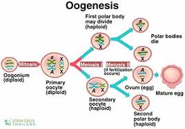 Detail Gambar Proses Oogenesis Nomer 21