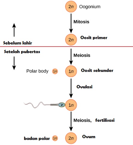 Detail Gambar Proses Oogenesis Nomer 24