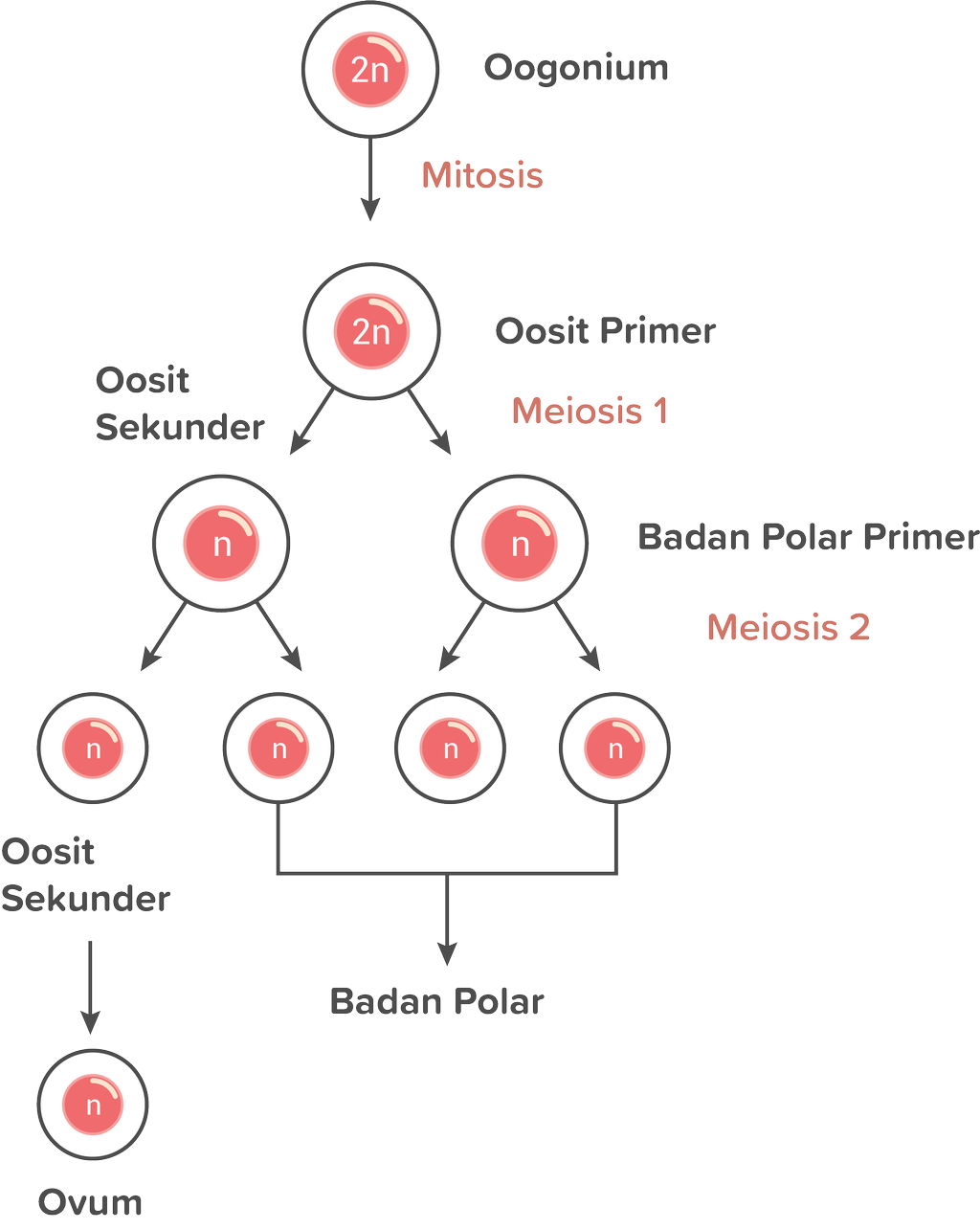 Detail Gambar Proses Oogenesis Nomer 5