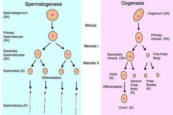 Detail Gambar Proses Oogenesis Nomer 9