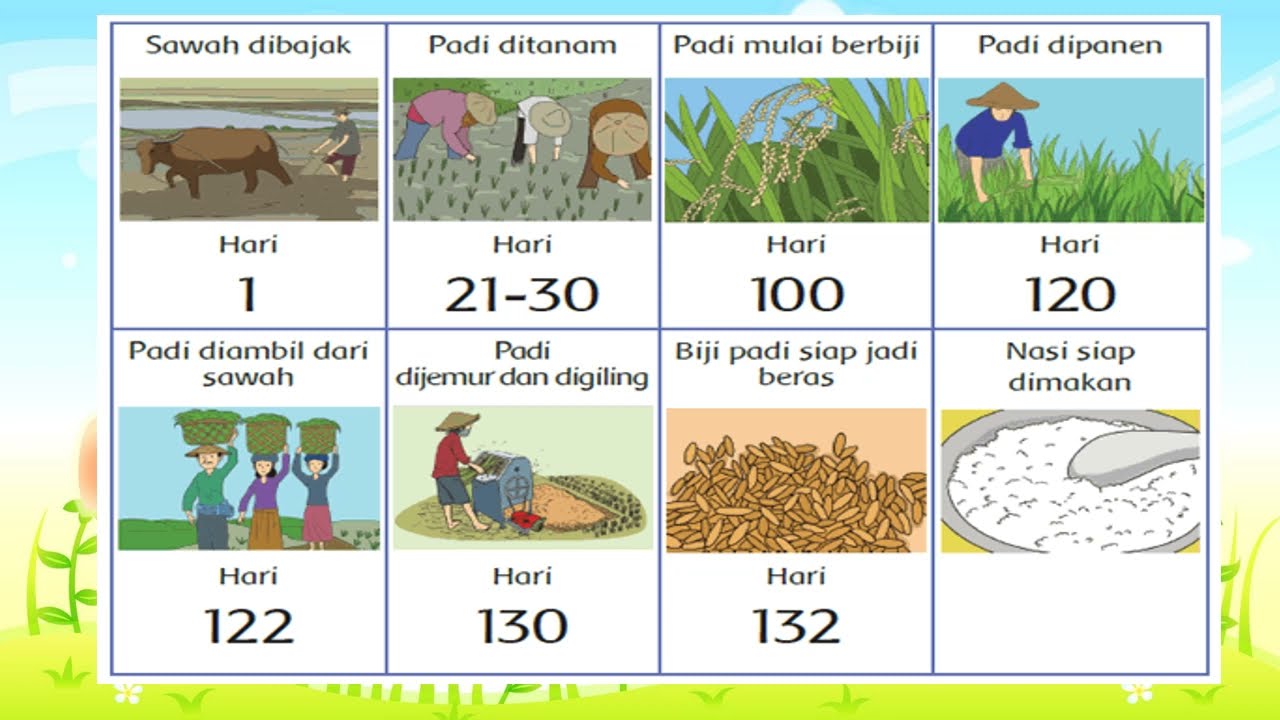 Detail Gambar Proses Padi Menjadi Beras Nomer 4