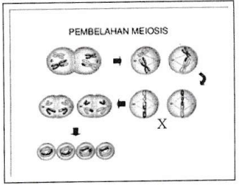 Detail Gambar Proses Pembelahan Meiosis Nomer 30