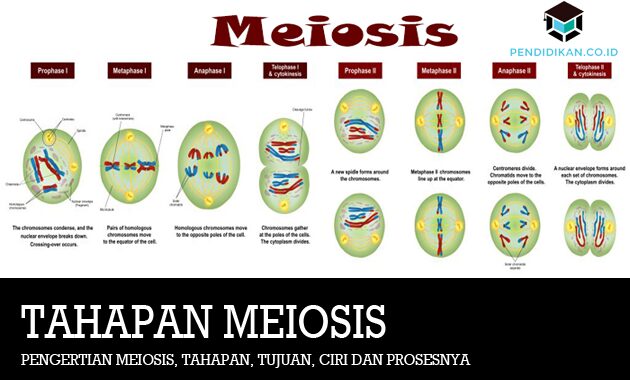 Detail Gambar Proses Pembelahan Meiosis Nomer 48