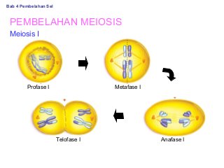 Detail Gambar Proses Pembelahan Meiosis Nomer 50