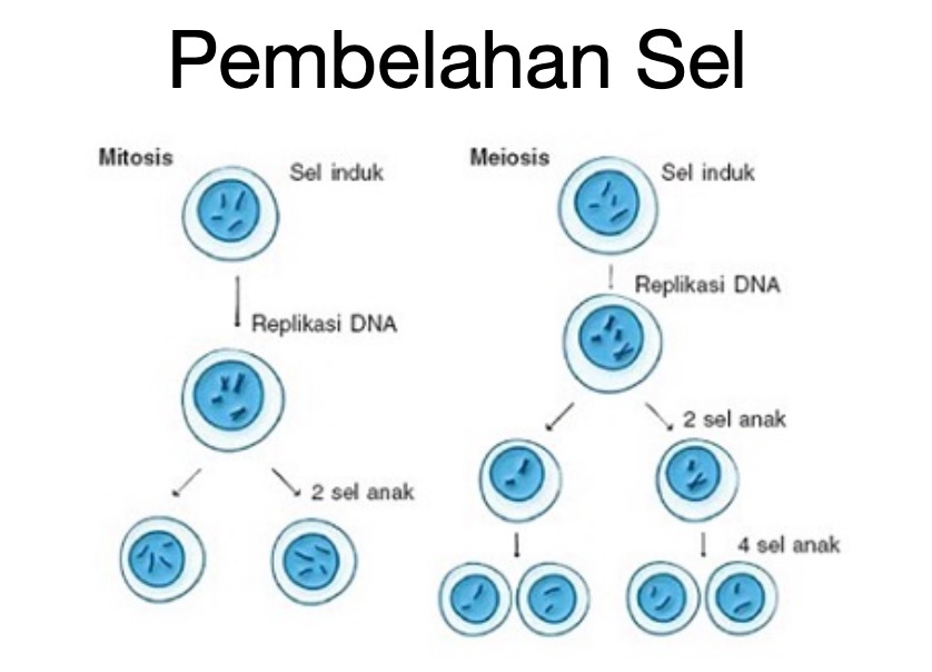 Detail Gambar Proses Pembelahan Mitosis Nomer 12