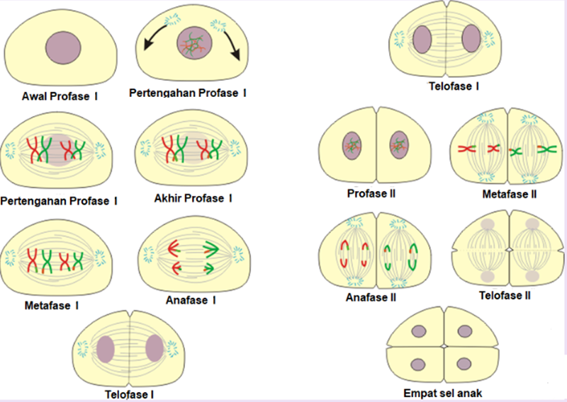 Detail Gambar Proses Pembelahan Mitosis Nomer 26