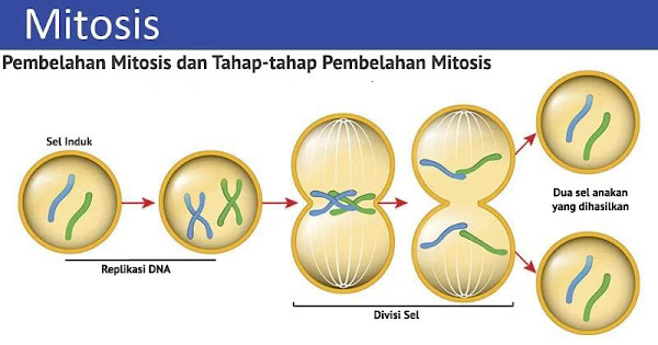 Detail Gambar Proses Pembelahan Mitosis Nomer 41