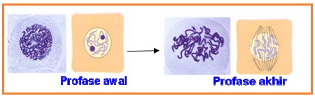 Detail Gambar Proses Pembelahan Mitosis Nomer 44