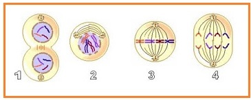 Detail Gambar Proses Pembelahan Mitosis Nomer 45