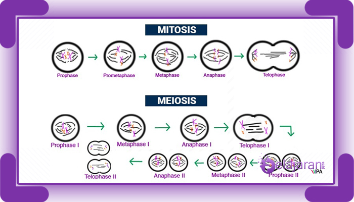 Detail Gambar Proses Pembelahan Mitosis Nomer 56