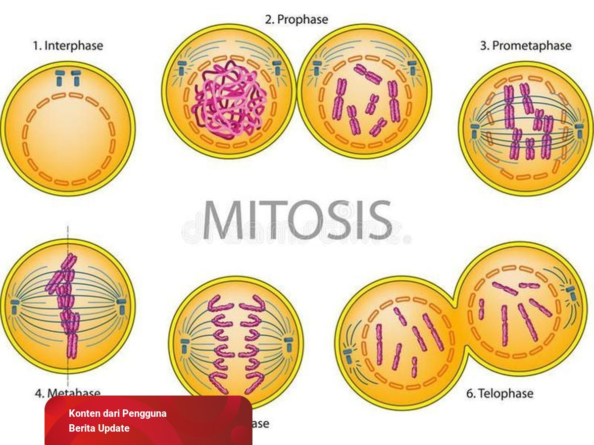 Detail Gambar Proses Pembelahan Mitosis Nomer 7