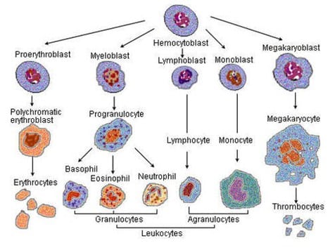 Detail Gambar Proses Pembentukan Darah Nomer 16