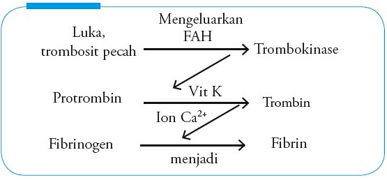 Detail Gambar Proses Pembentukan Darah Nomer 18