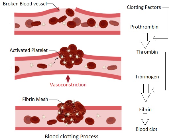 Detail Gambar Proses Pembentukan Darah Nomer 4