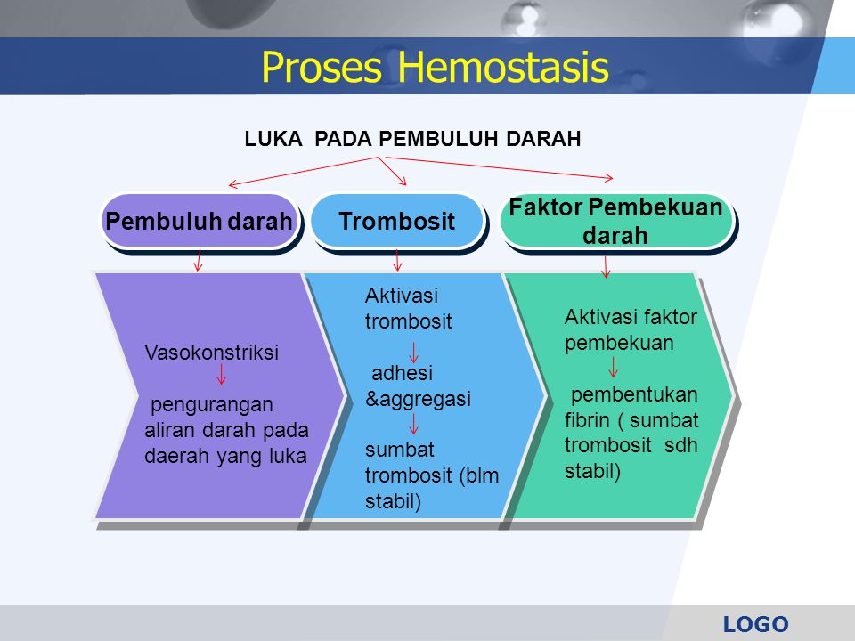 Detail Gambar Proses Pembentukan Darah Nomer 45