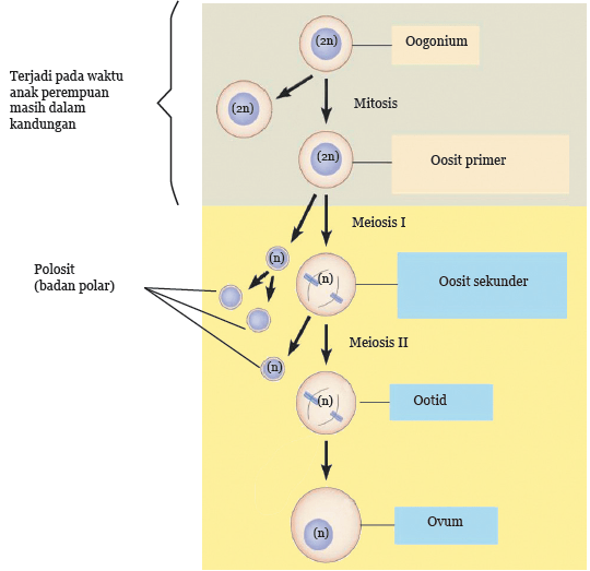 Detail Gambar Proses Pembentukan Sel Telur Nomer 12