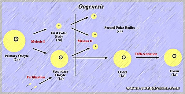 Detail Gambar Proses Pembentukan Sel Telur Nomer 16