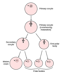 Detail Gambar Proses Pembentukan Sel Telur Nomer 20