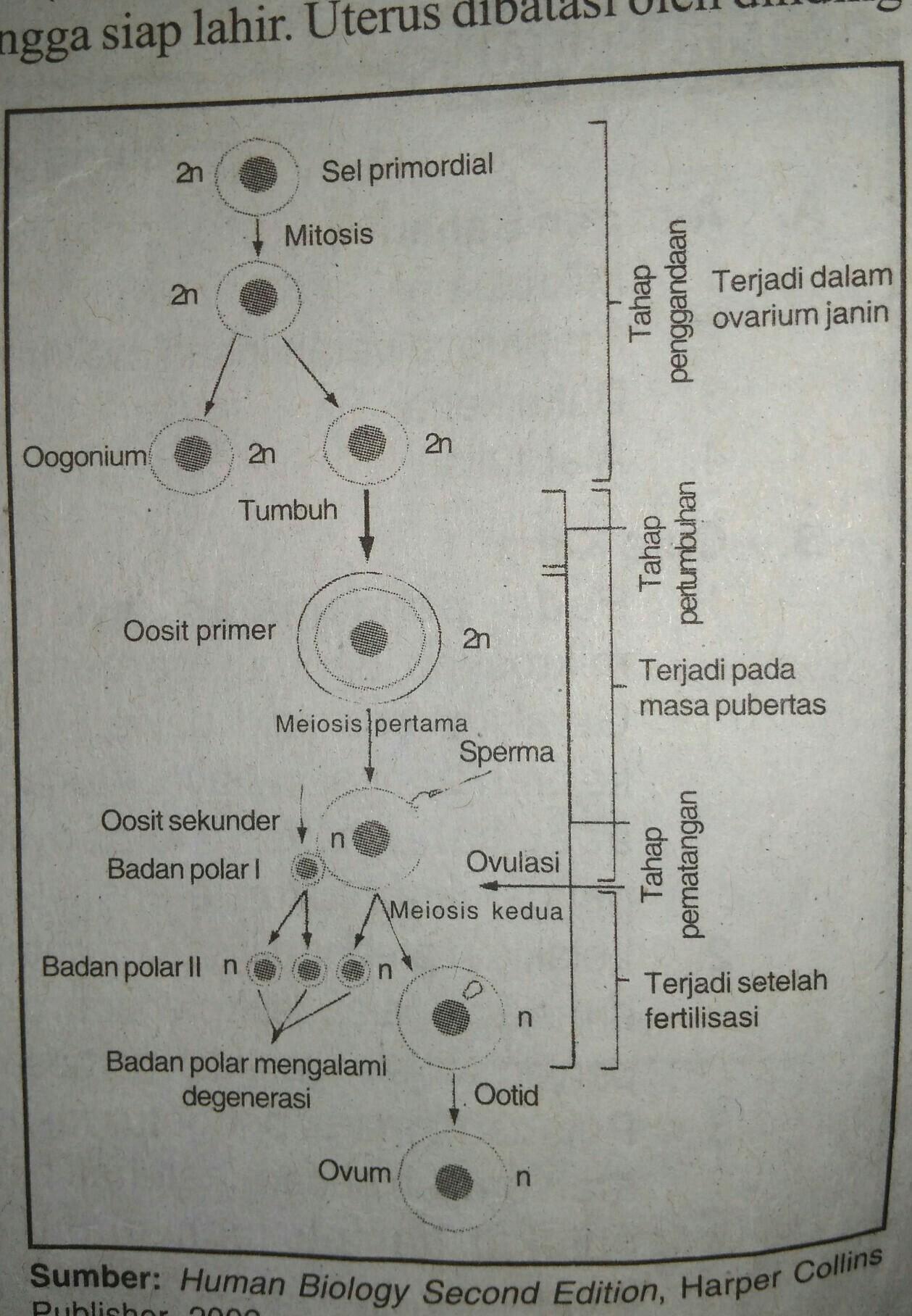 Detail Gambar Proses Pembentukan Sel Telur Nomer 22