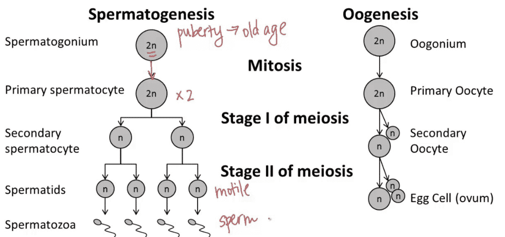 Detail Gambar Proses Pembentukan Sel Telur Nomer 25