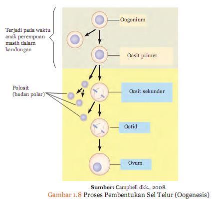 Detail Gambar Proses Pembentukan Sel Telur Nomer 28