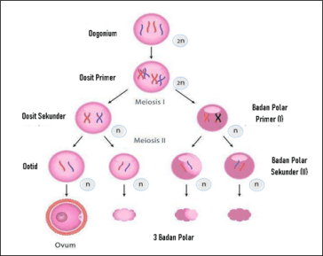 Detail Gambar Proses Pembentukan Sel Telur Nomer 32