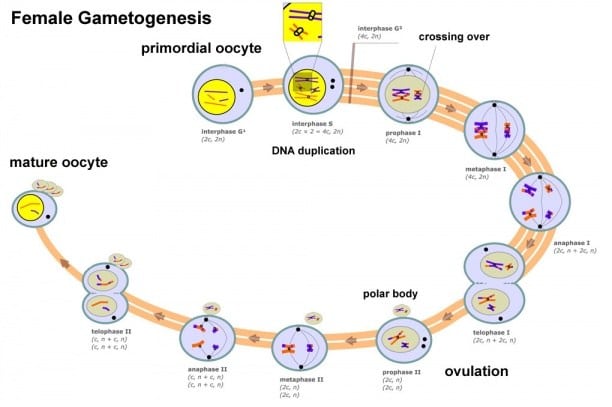 Detail Gambar Proses Pembentukan Sel Telur Nomer 34